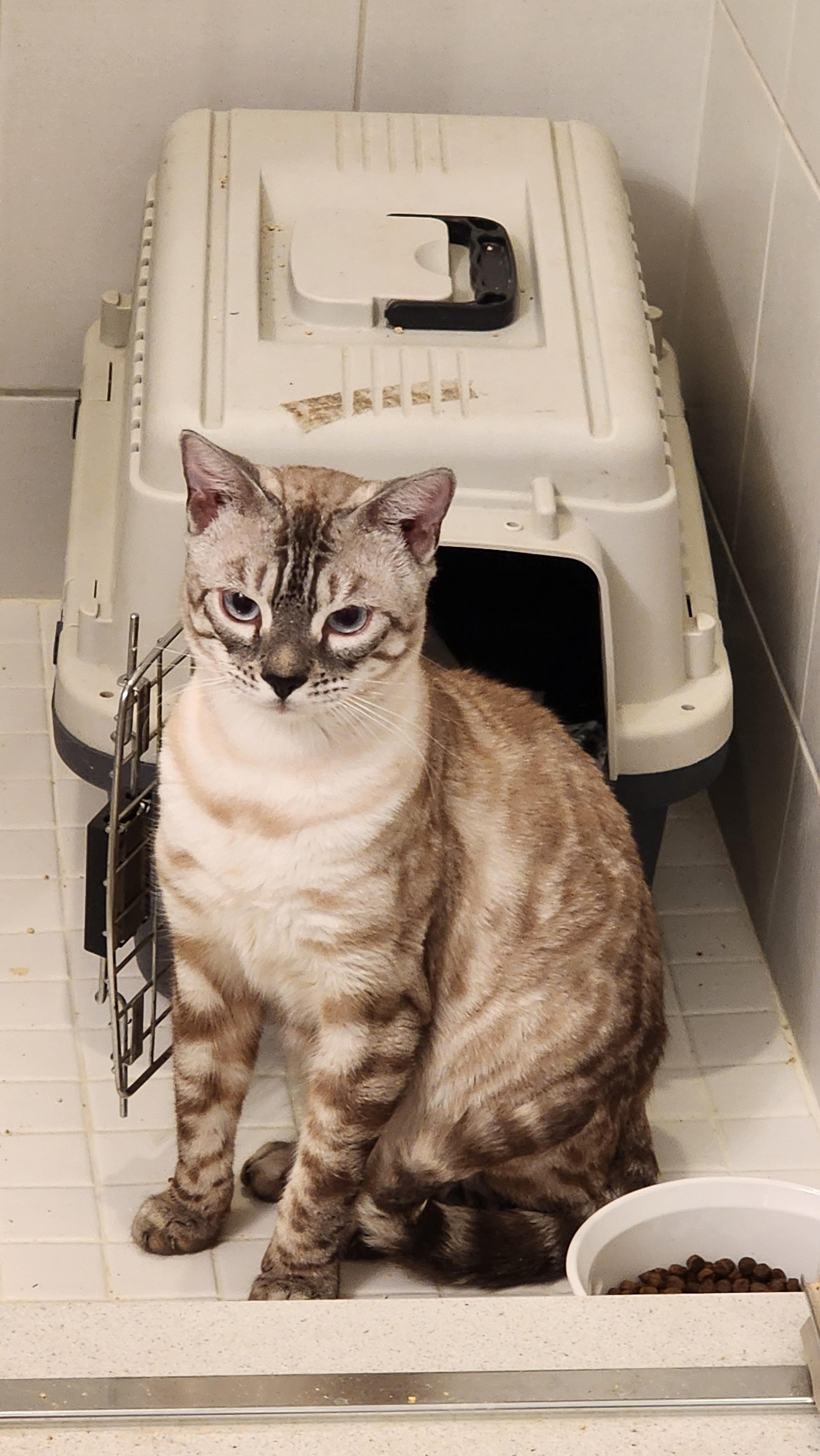 Enlarge Ziggy, a ADOPTABLE mixed breed in Mississauga, ON image 2/5