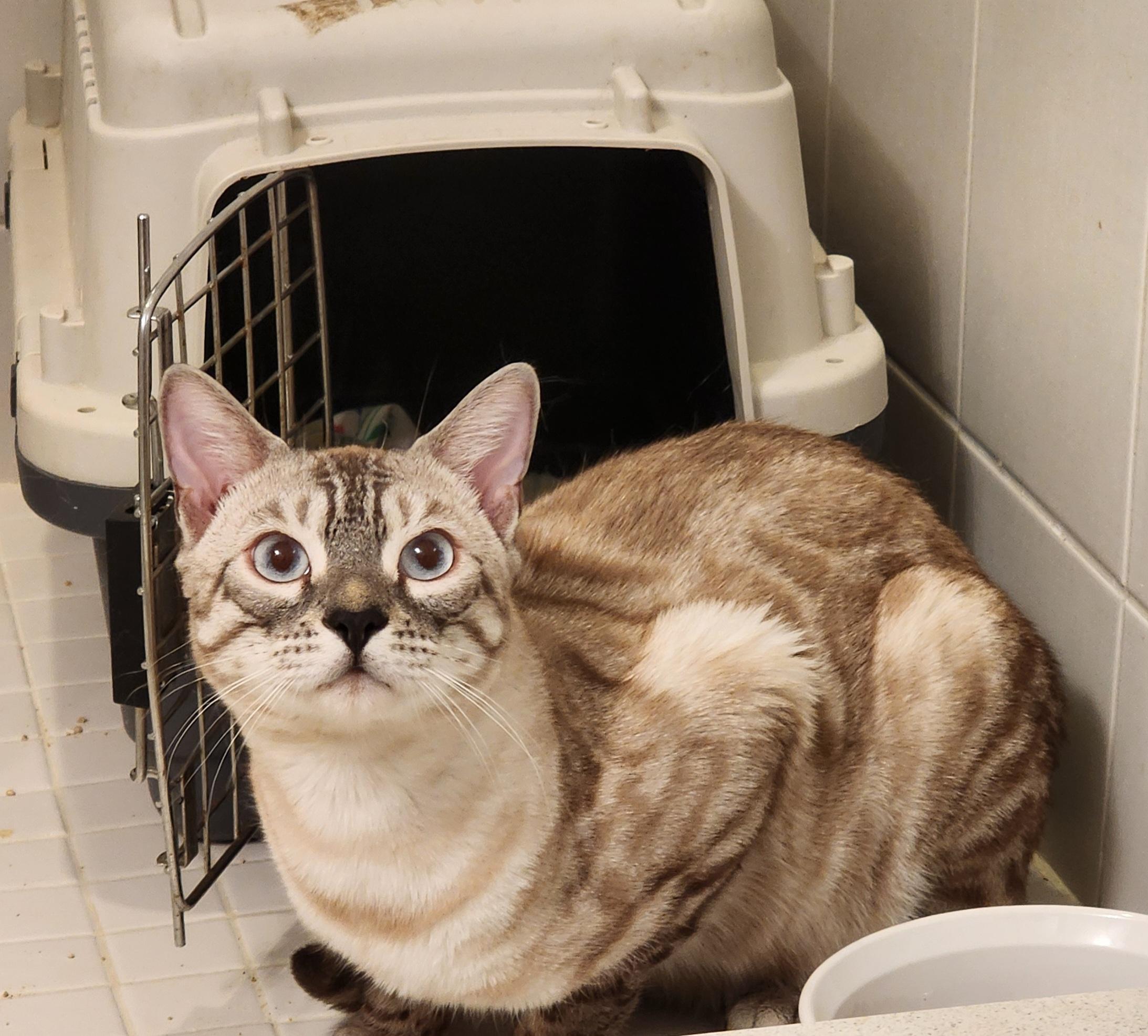 Enlarge Ziggy, a ADOPTABLE mixed breed in Mississauga, ON image 5/5