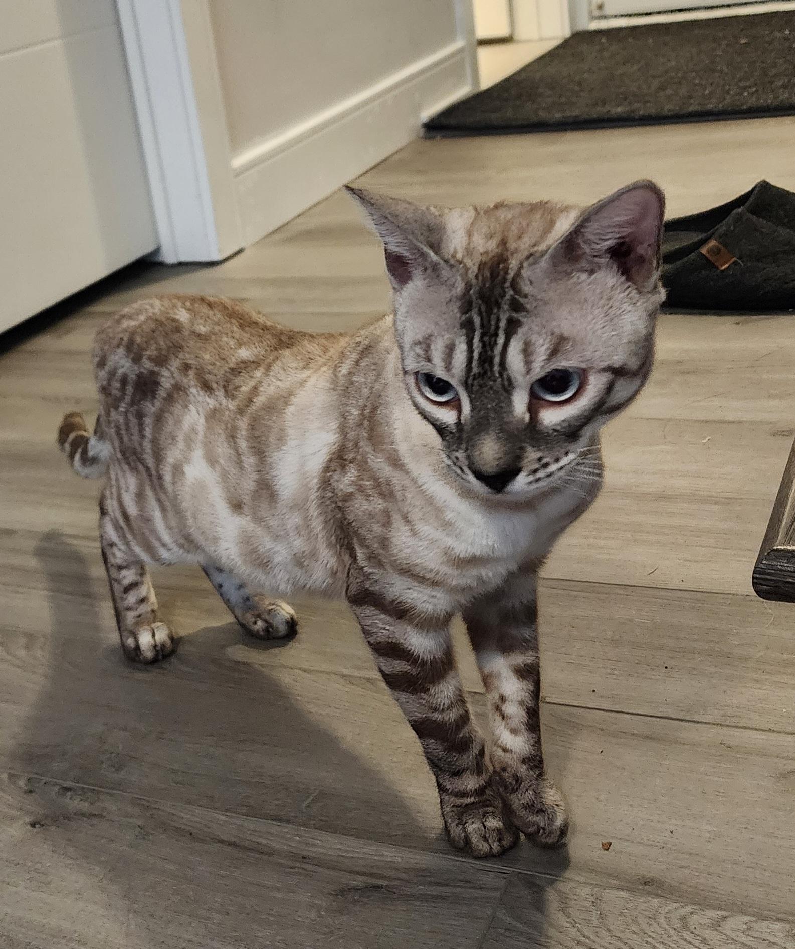 Enlarge Ziggy, a ADOPTABLE mixed breed in Mississauga, ON image 1/5