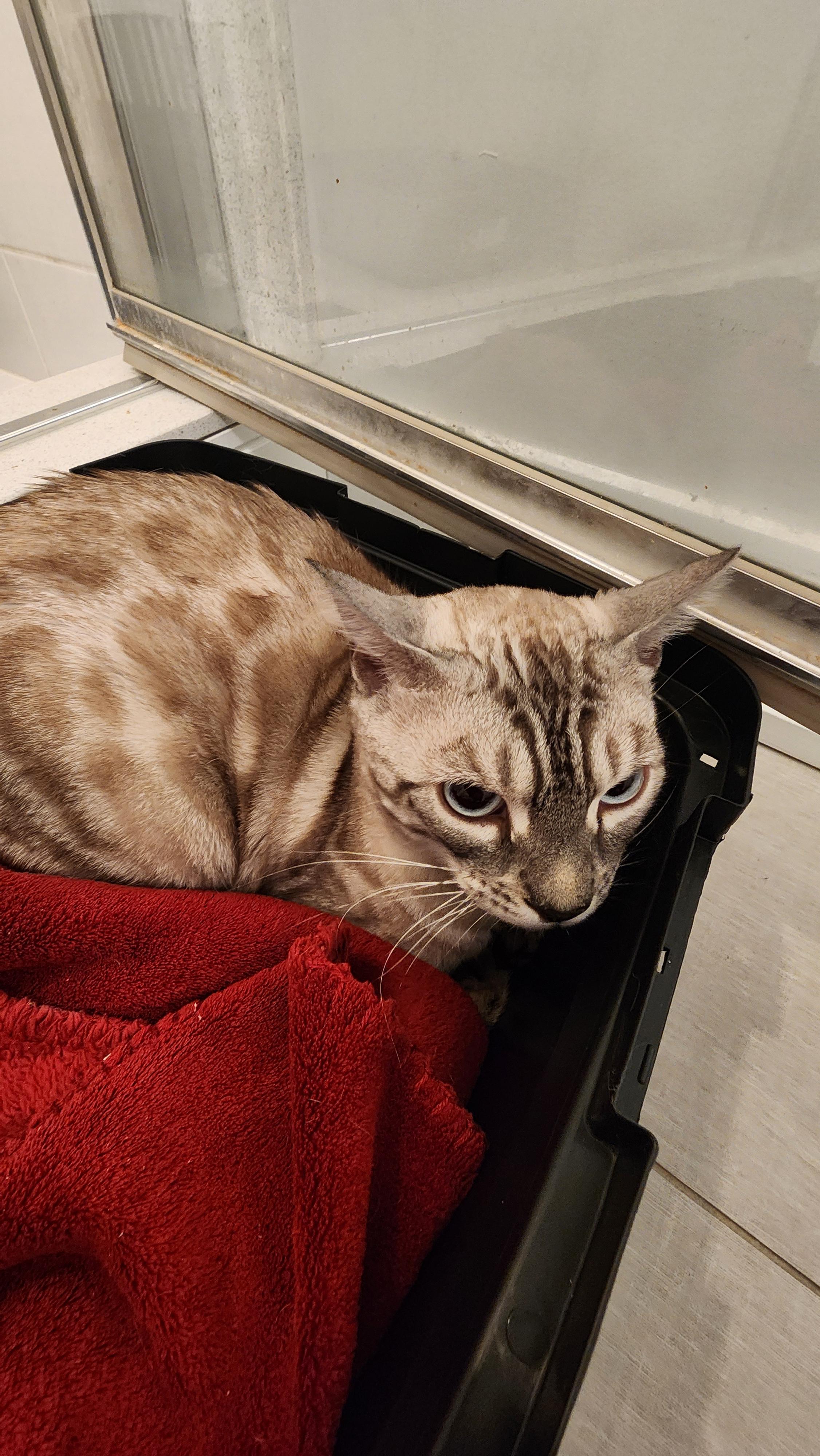 Enlarge Ziggy, a ADOPTABLE mixed breed in Mississauga, ON image 4/5