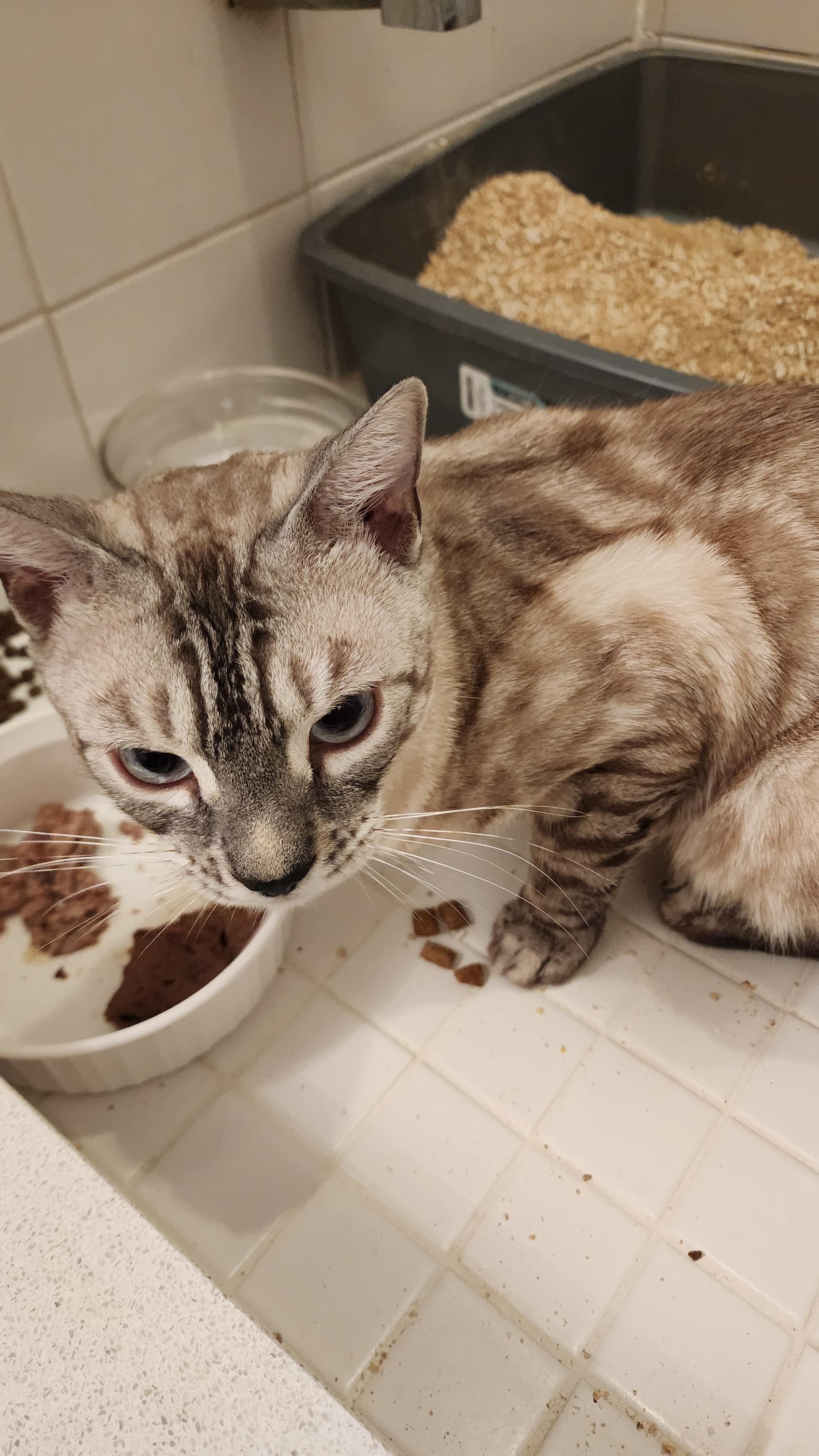 Enlarge Ziggy, a ADOPTABLE mixed breed in Mississauga, ON image 3/5