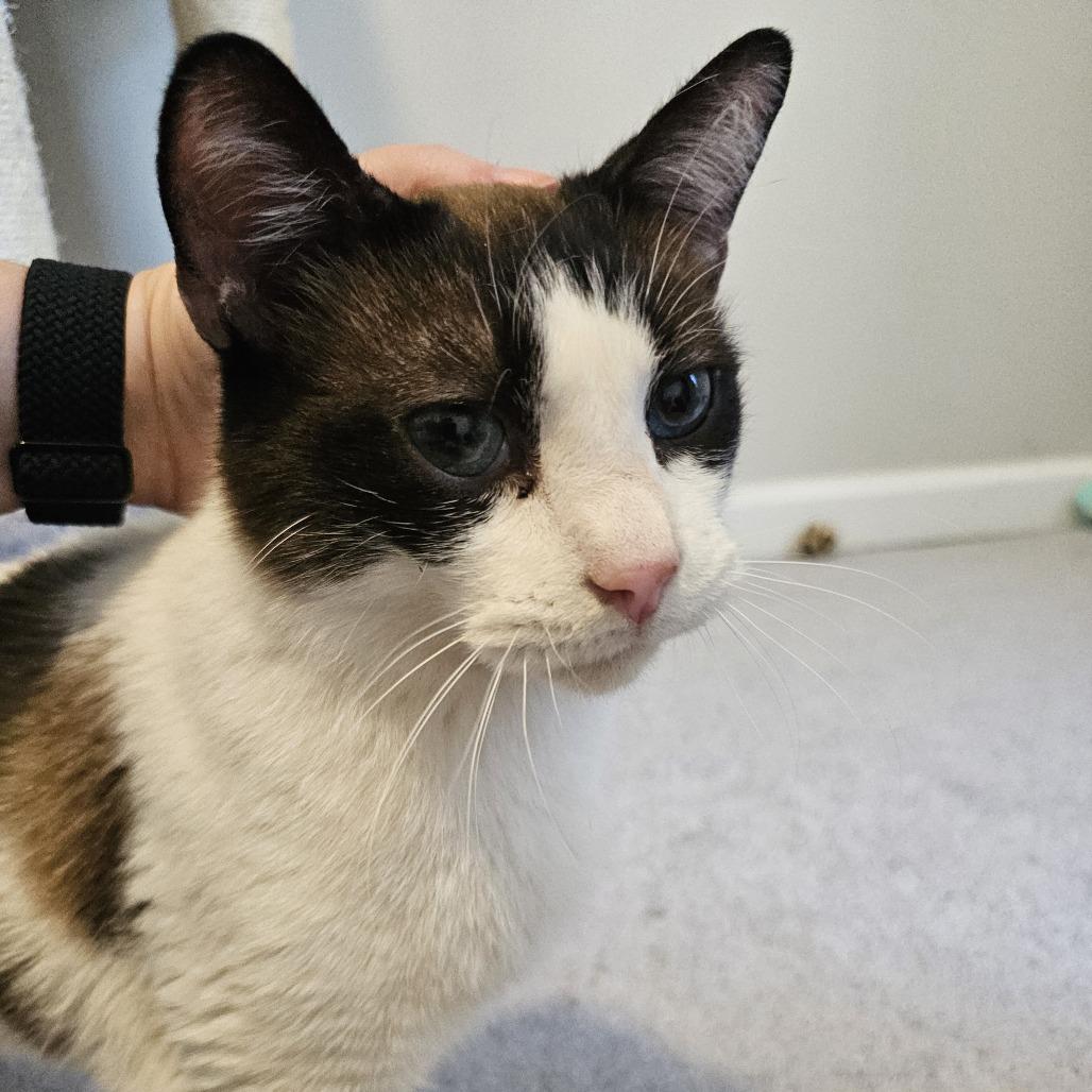 Curt, Adoptable, Adult Male Domestic Short Hair.