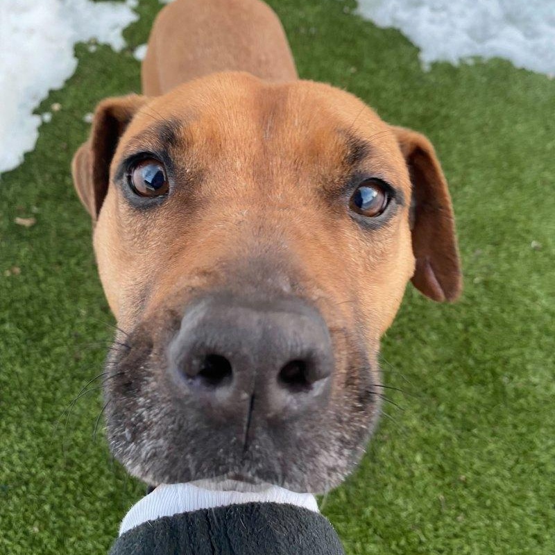 Naomi, ADOPTABLE, Adult Female Terrier.