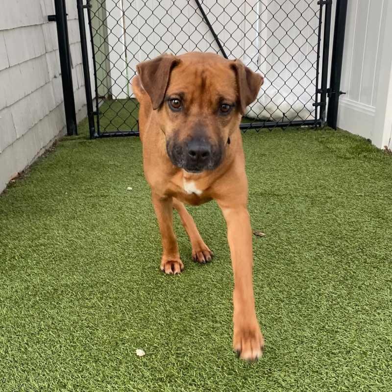 Enlarge Naomi, a ADOPTABLE mixed breed in New Bedford, MA image 2/3