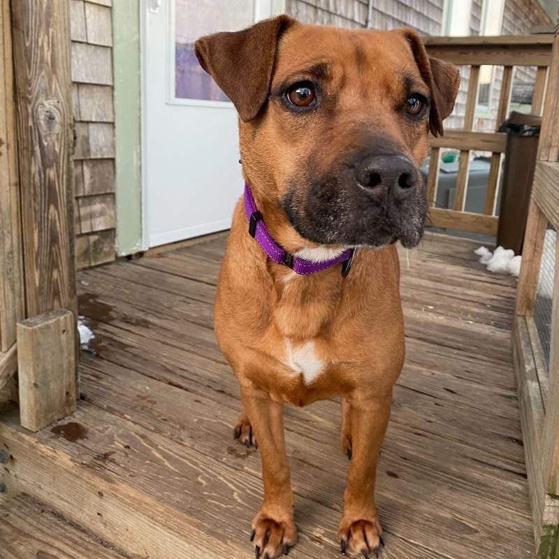 Enlarge Naomi, a ADOPTABLE mixed breed in New Bedford, MA image 3/3