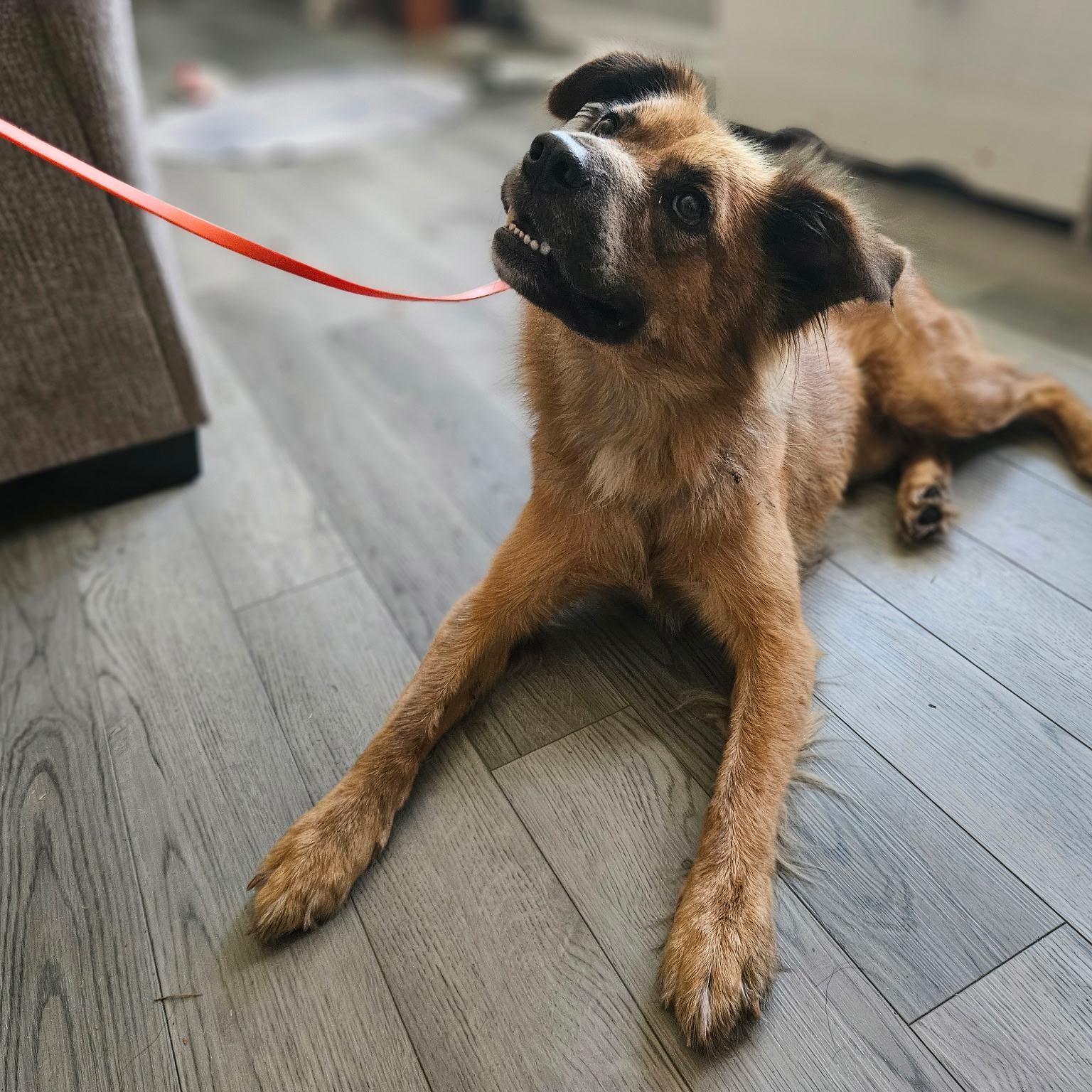 Ozzy, a Adoptable mixed breed in Calabash, NC image 2/5