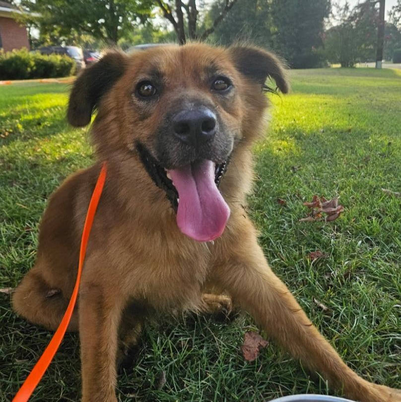 Ozzy, a Adoptable mixed breed in Calabash, NC image 4/5