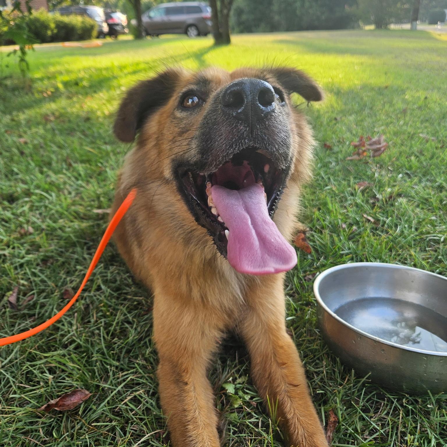 Ozzy, a Adoptable mixed breed in Calabash, NC image 5/5