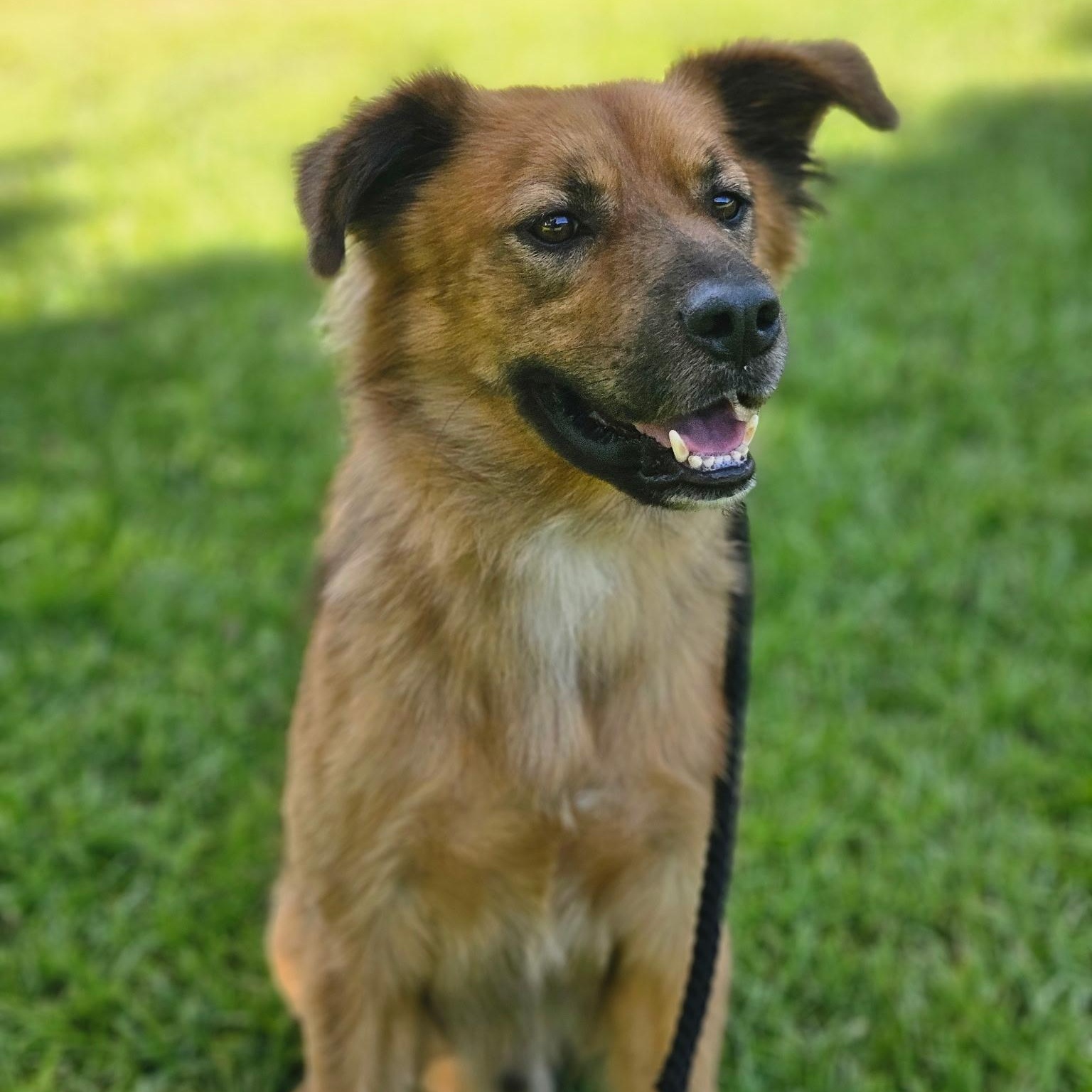 Ozzy, a Adoptable mixed breed in Calabash, NC image 1/5