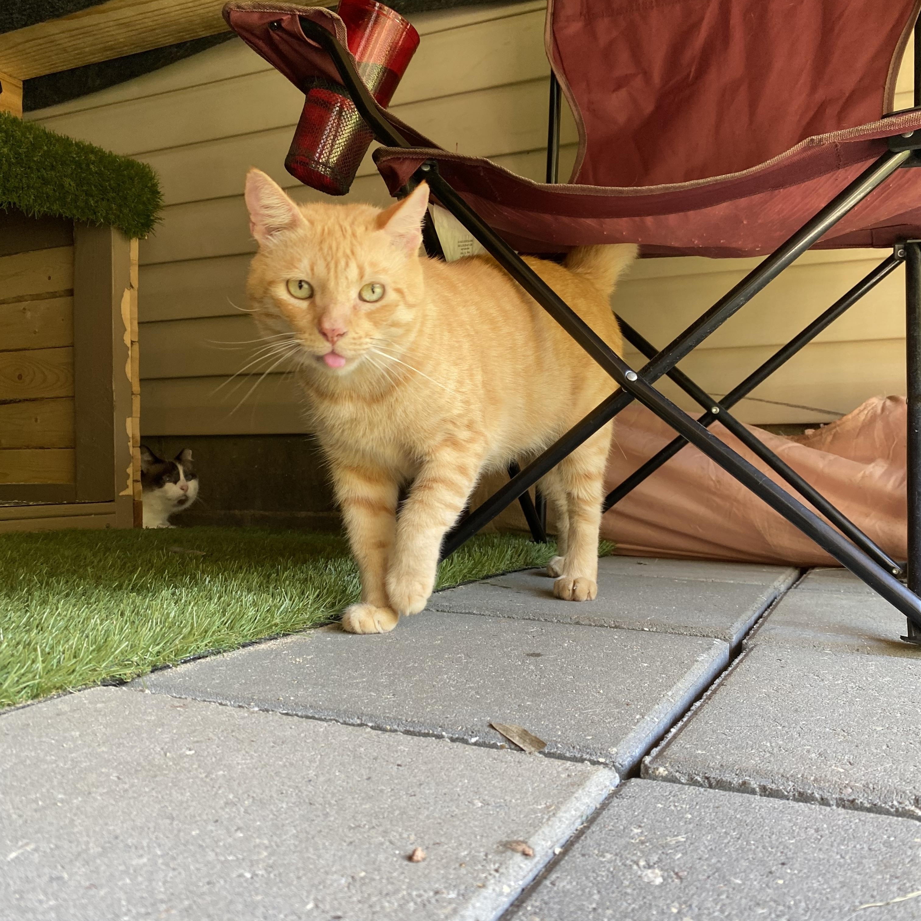 Jonesy (FIV positive), a Adoptable mixed breed in Milton, FL image 5/6