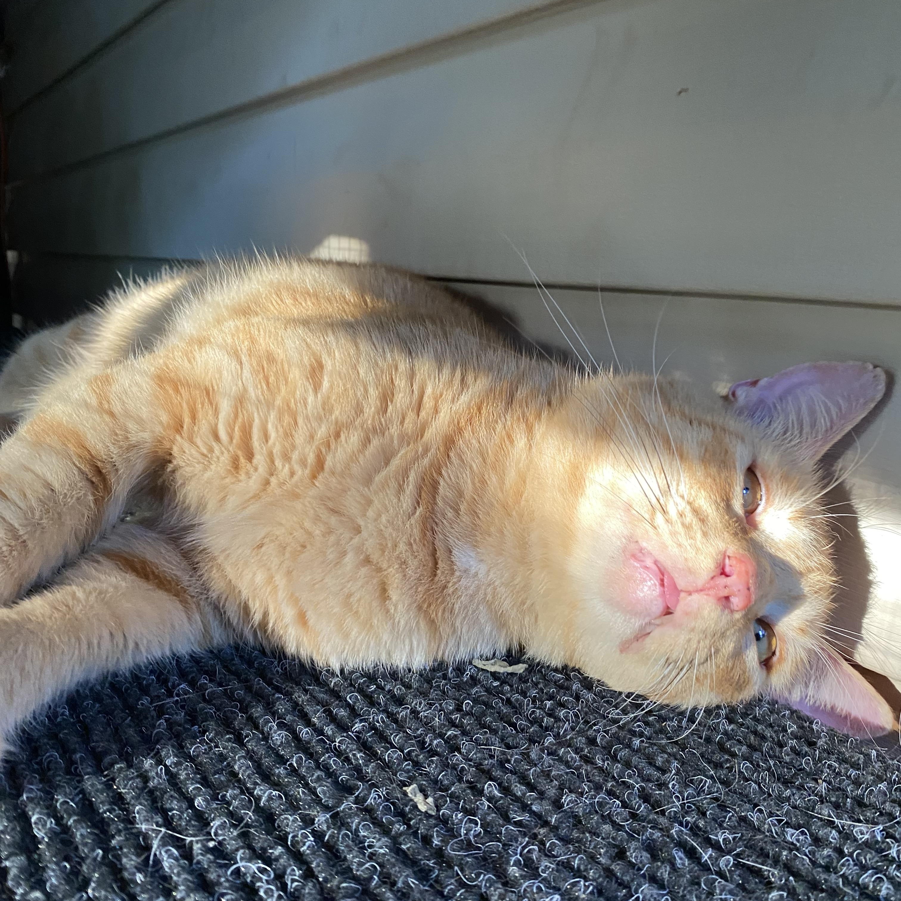 Jonesy (FIV positive), a Adoptable mixed breed in Milton, FL image 3/6