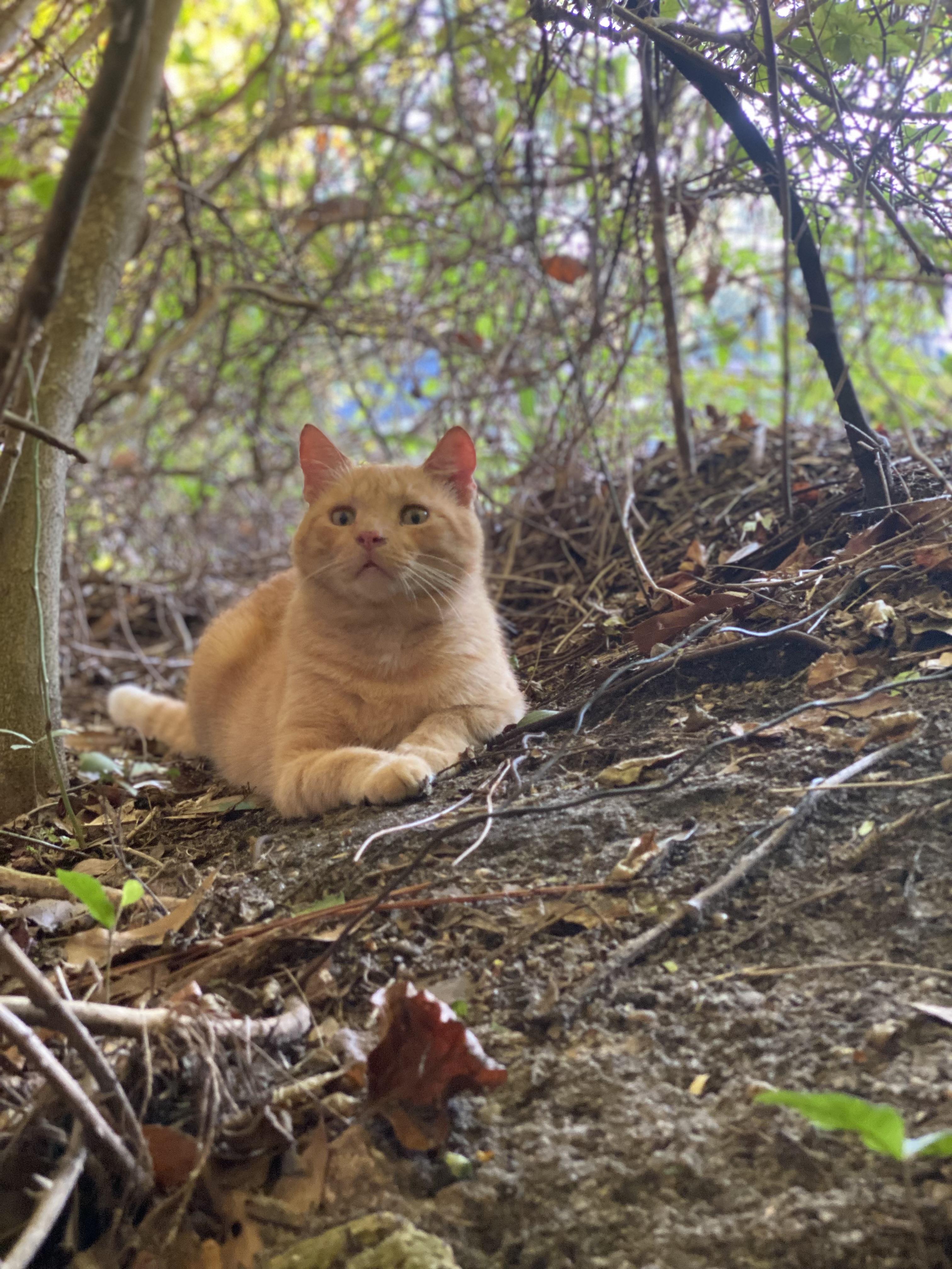 Jonesy (FIV positive), a Adoptable mixed breed in Milton, FL image 6/6