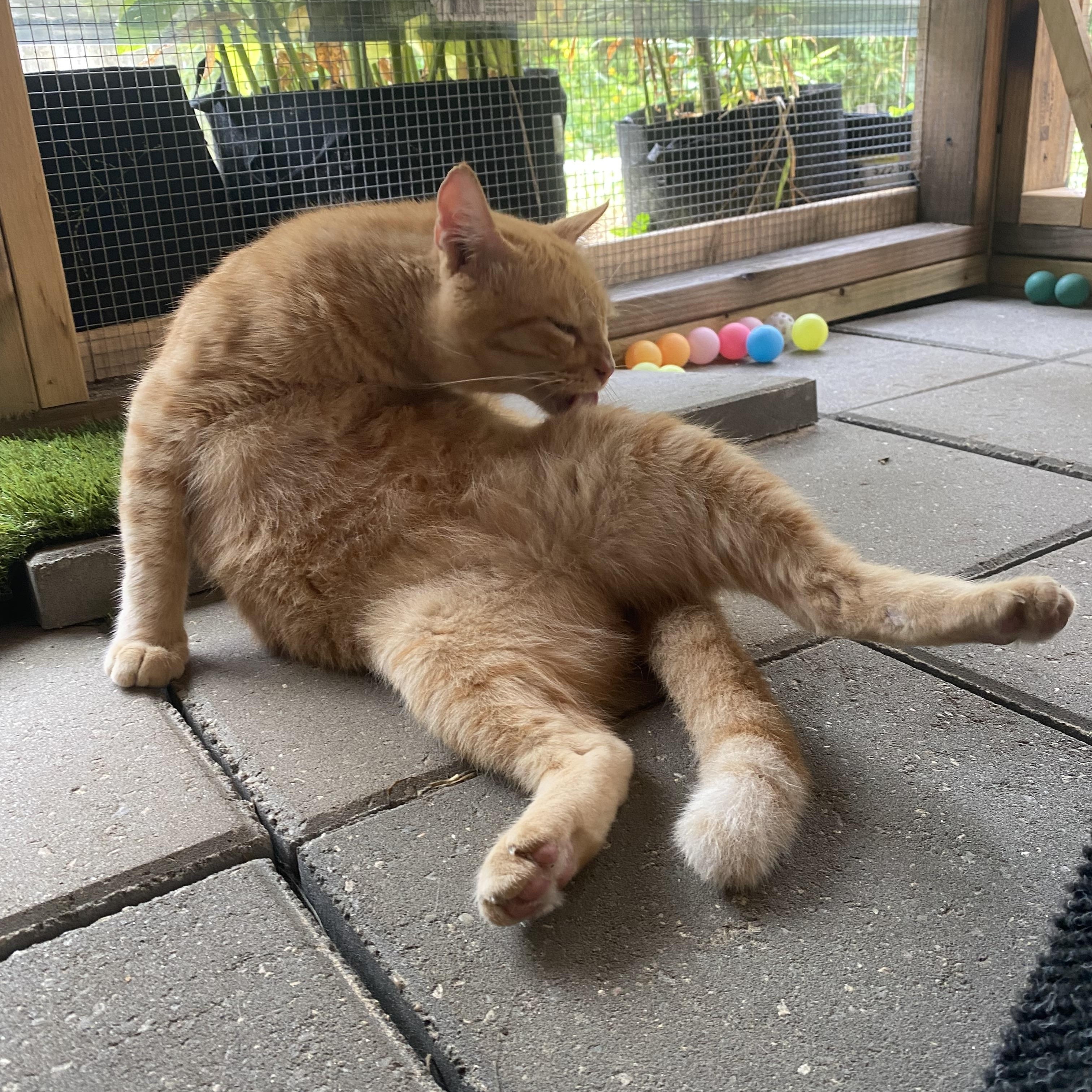 Jonesy (FIV positive), a Adoptable mixed breed in Milton, FL image 4/6