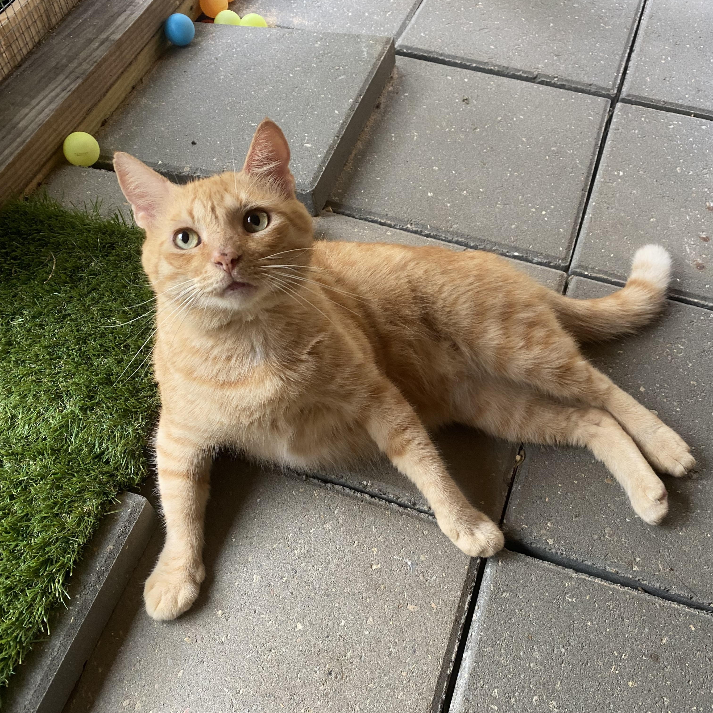 Jonesy (FIV positive), Adoptable, Adult Male American Shorthair & Domestic Short Hair.