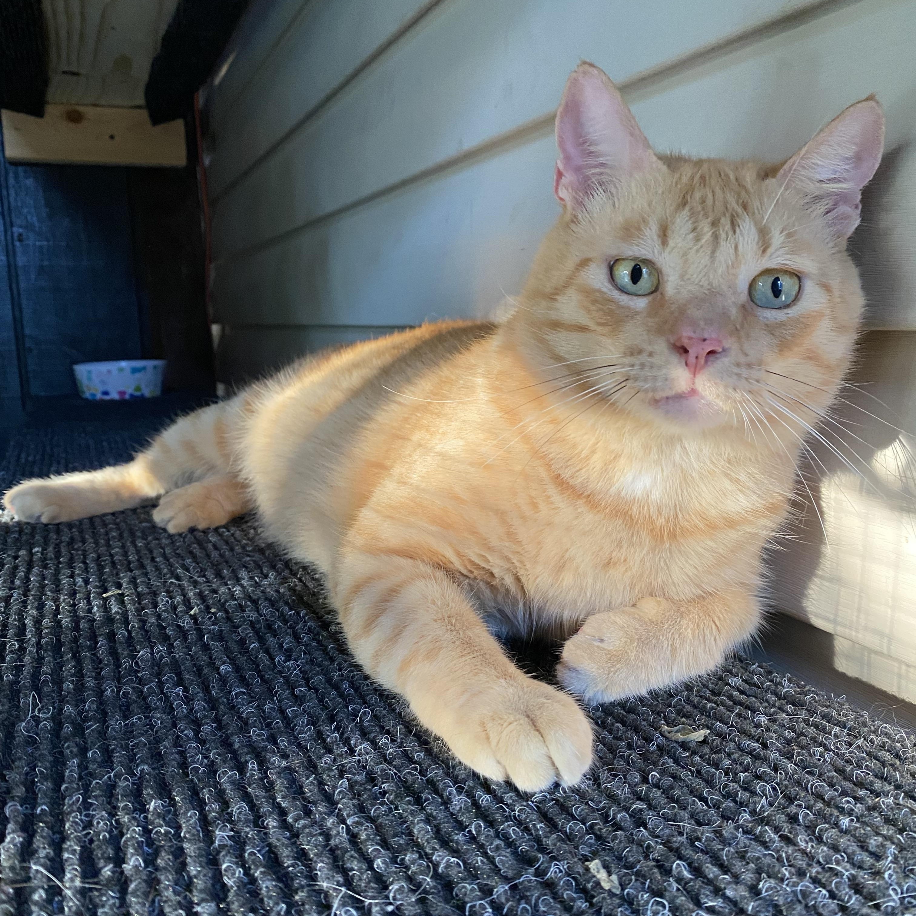 Jonesy (FIV positive), a Adoptable mixed breed in Milton, FL image 2/6