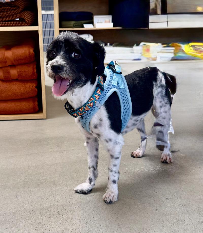 Asher, Adoptable, Adult Male Havanese & Lhasa Apso.