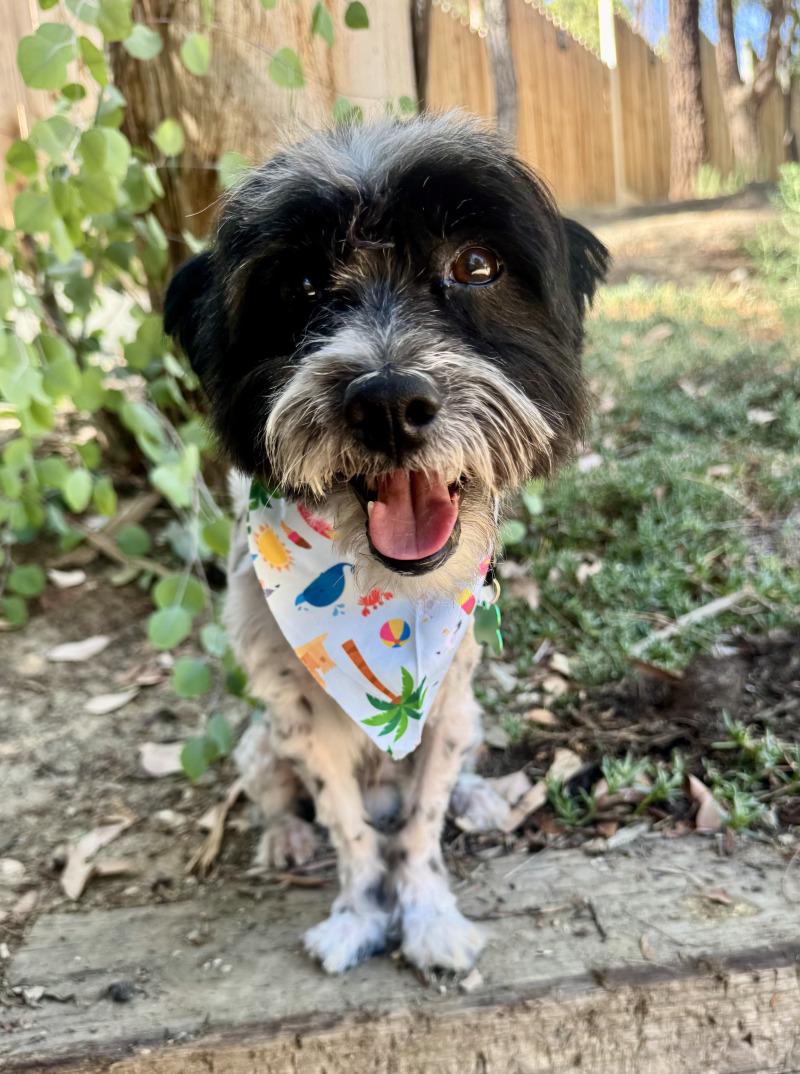 Enlarge Asher, a Adoptable mixed breed in Valley Village, CA image 2/6