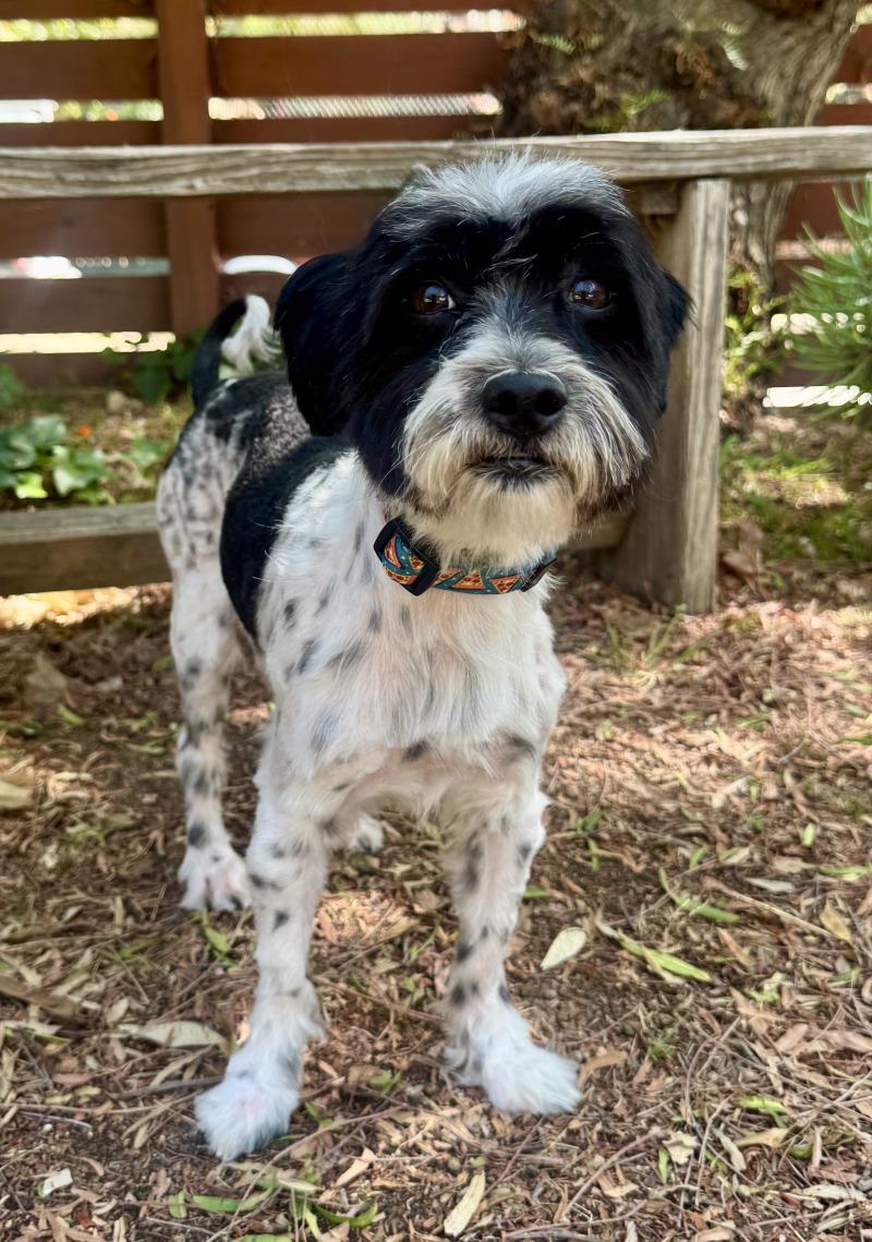 Enlarge Asher, a Adoptable mixed breed in Valley Village, CA image 4/6