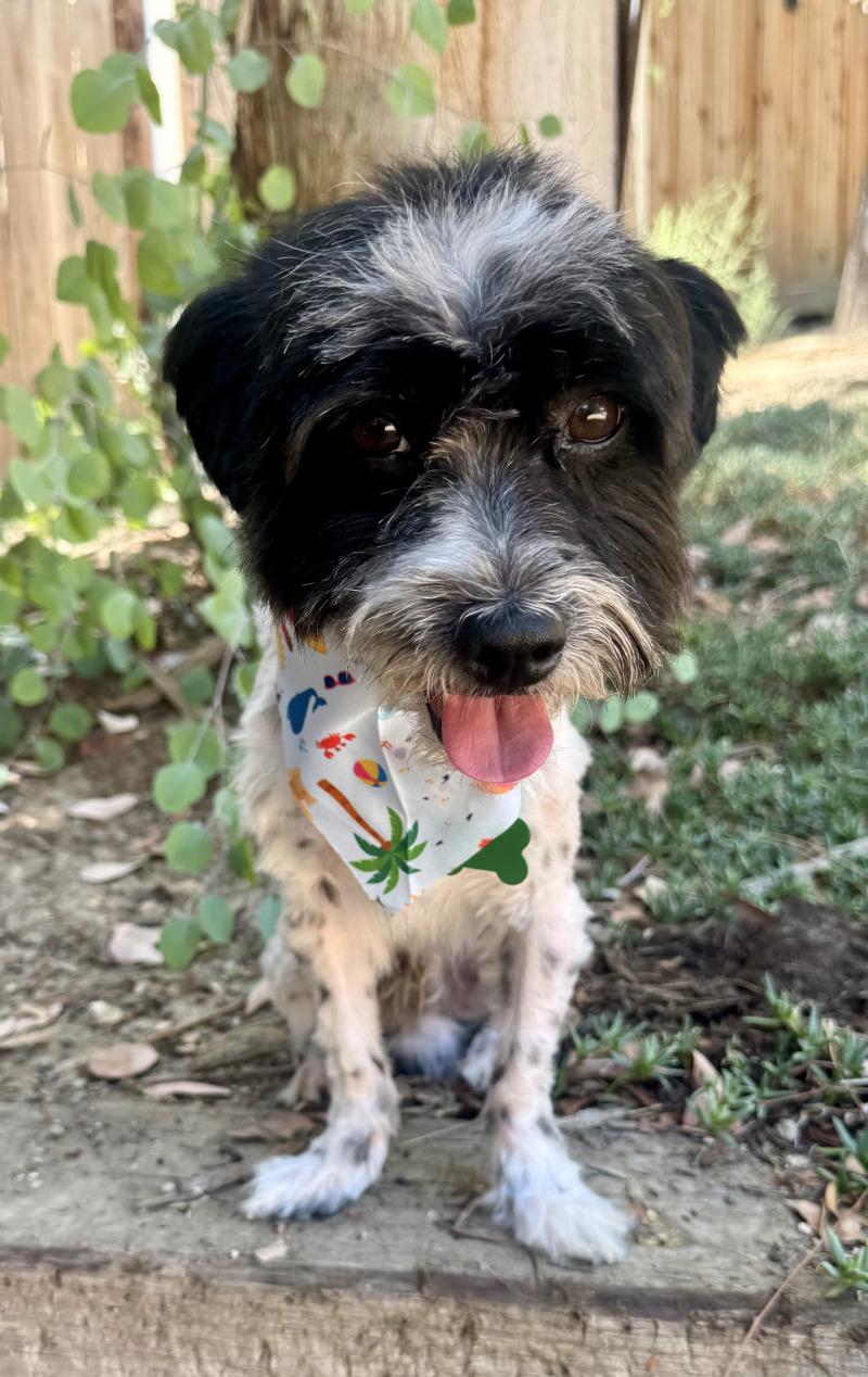 Enlarge Asher, a Adoptable mixed breed in Valley Village, CA image 5/6