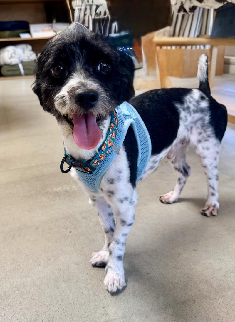 Enlarge Asher, a Adoptable mixed breed in Valley Village, CA image 6/6