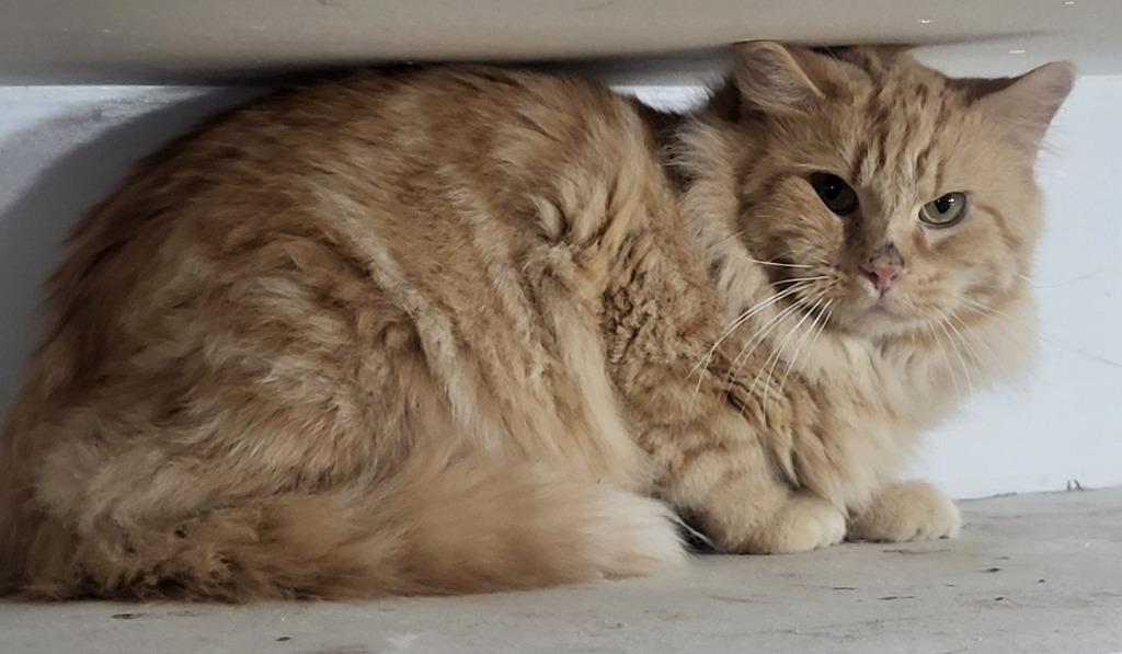 Julius, Adoptable, Adult Male Domestic Short Hair.