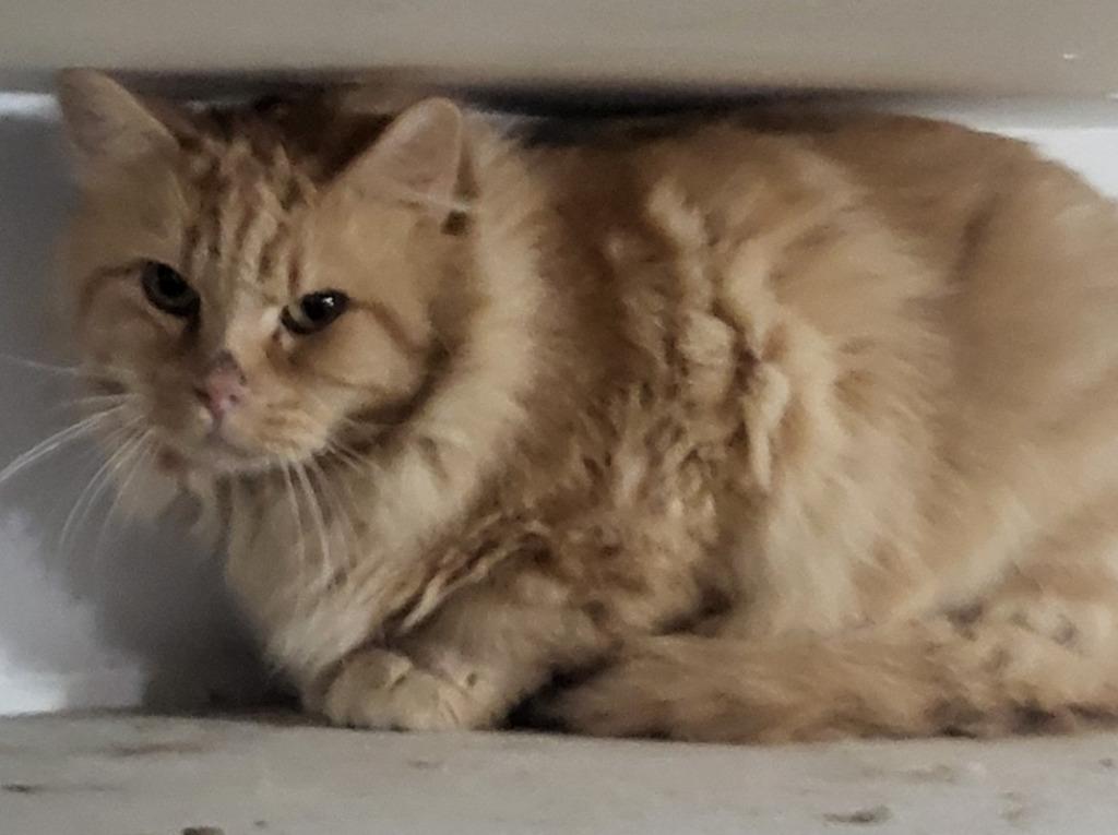 Julius (Bonded with Julien), Adoptable, Adult Male Domestic Short Hair.