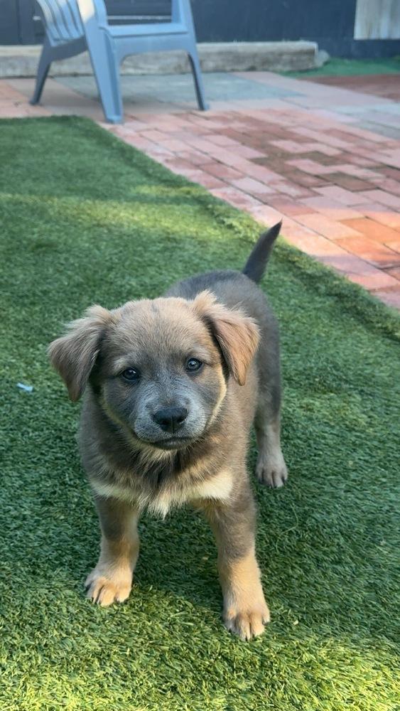 Enlarge Donatello, a Adoptable mixed breed in San Diego, CA image 1/4