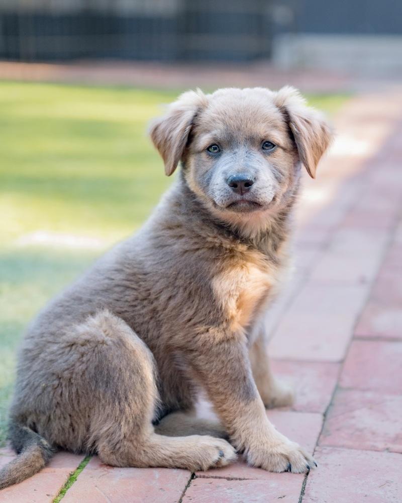 Enlarge Donatello, a Adoptable mixed breed in San Diego, CA image 2/4