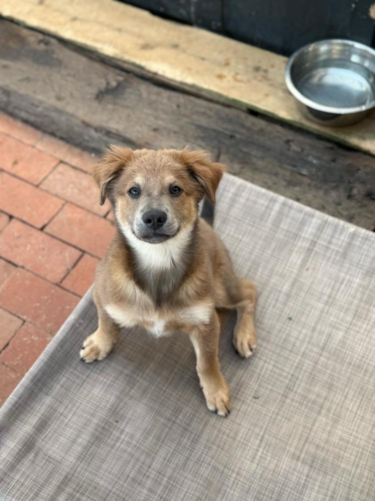 Enlarge Donatello, a Adoptable mixed breed in San Diego, CA image 3/4