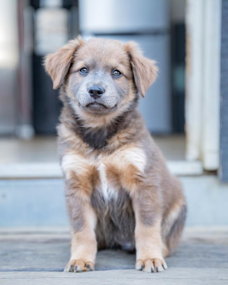 Enlarge Donatello, a Adoptable mixed breed in San Diego, CA image 4/4