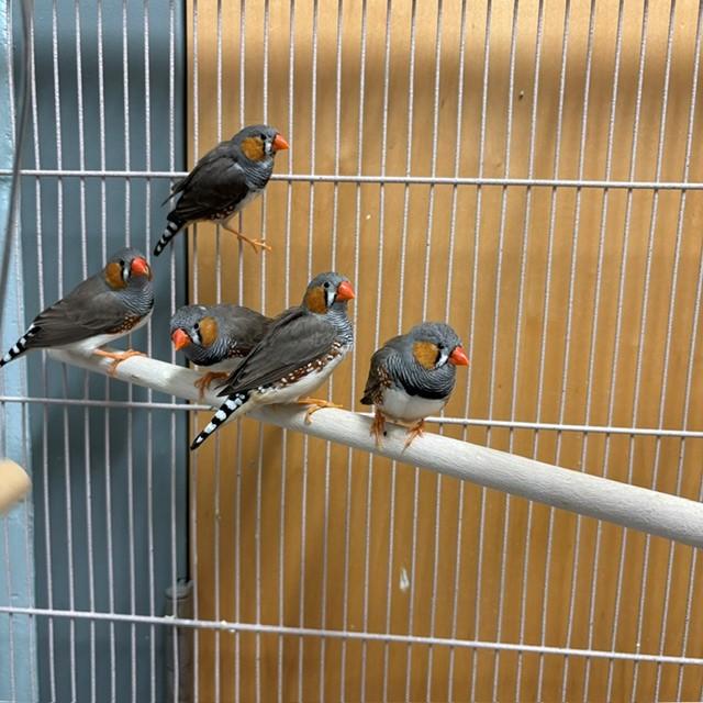 APOLLO, Adoptable, Adult Male Finch.