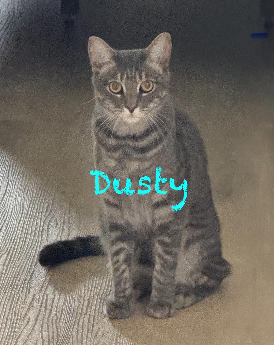Dusty