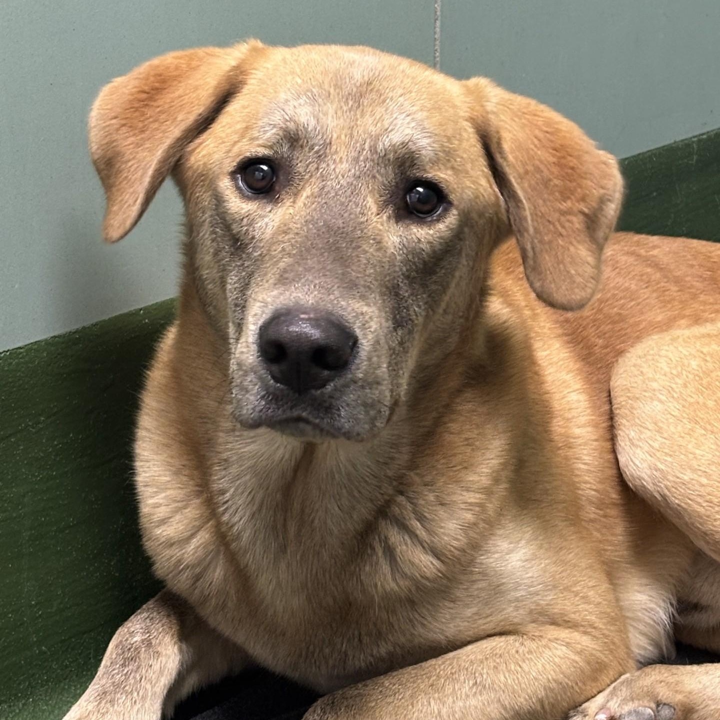 Enlarge Baguette, a Adopted mixed breed in Winnipeg, MB image 3/3