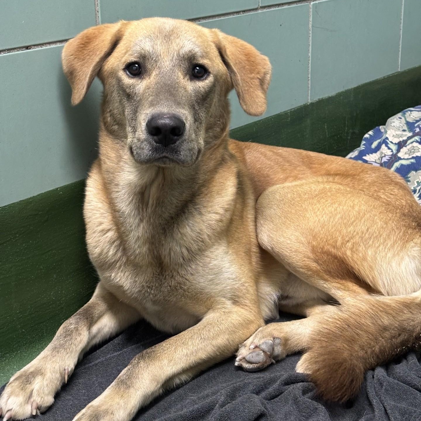 Enlarge Baguette, a Adopted mixed breed in Winnipeg, MB image 1/3