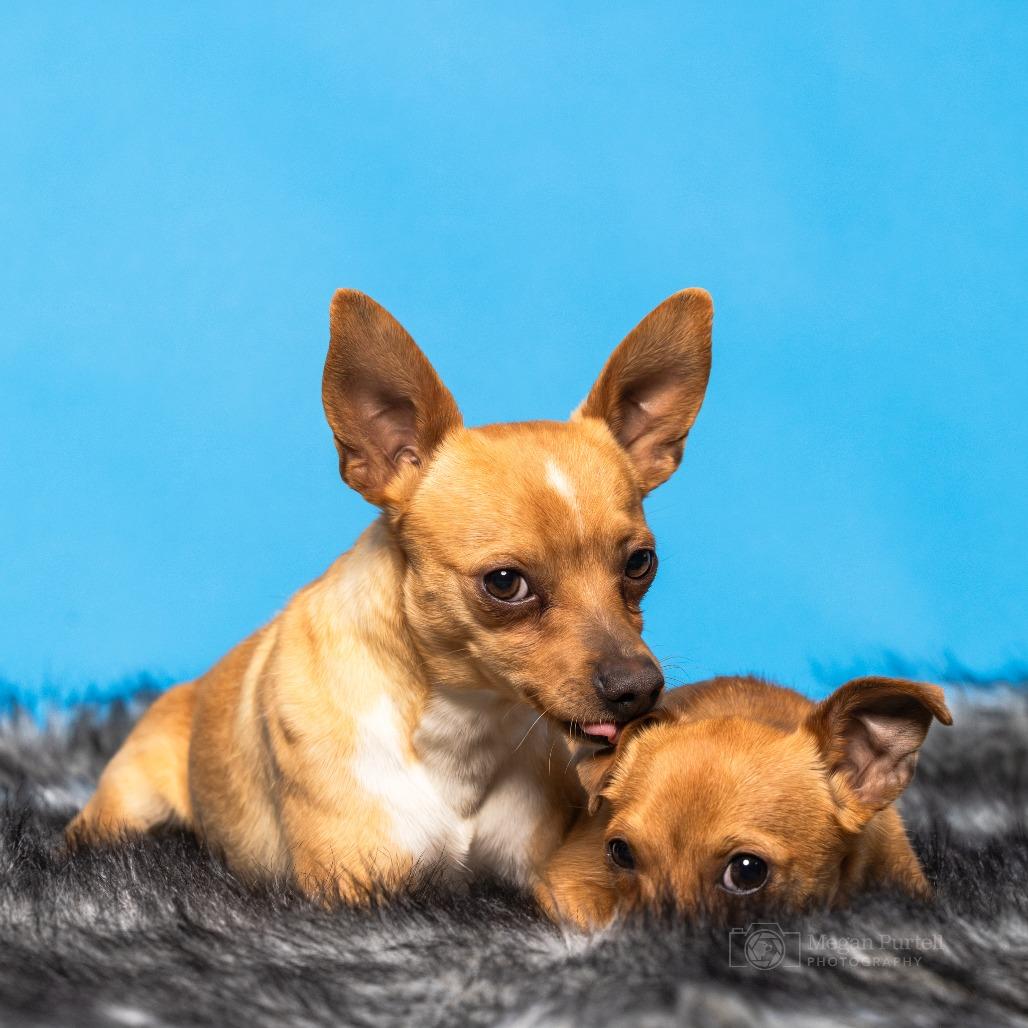 Bo, Adoptable, Adult Male Chihuahua.