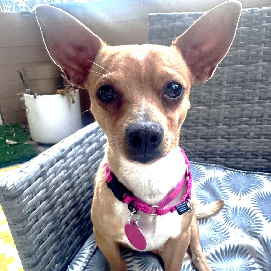 Bo, a Adoptable Chihuahua in Chantilly, VA image 2/5