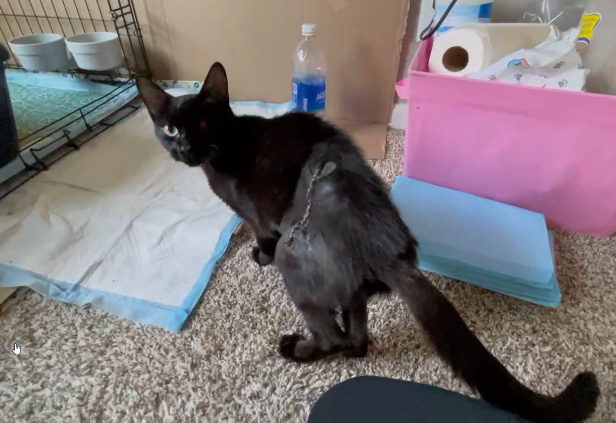 Elvira, a Adoptable Domestic Short Hair in Omaha, NE image 6/6
