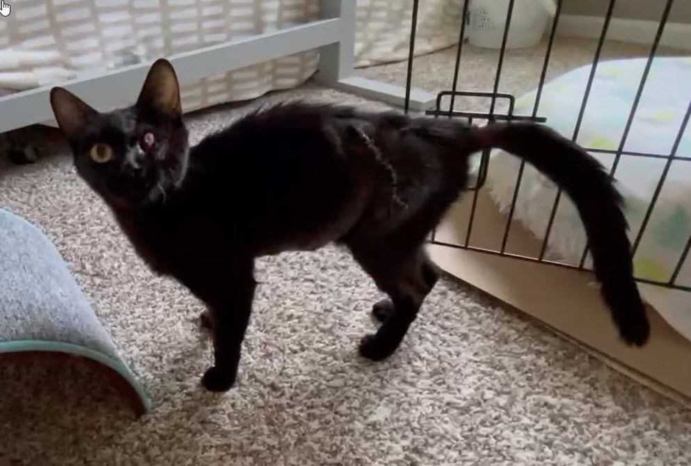 Elvira, a Adoptable Domestic Short Hair in Omaha, NE image 5/6