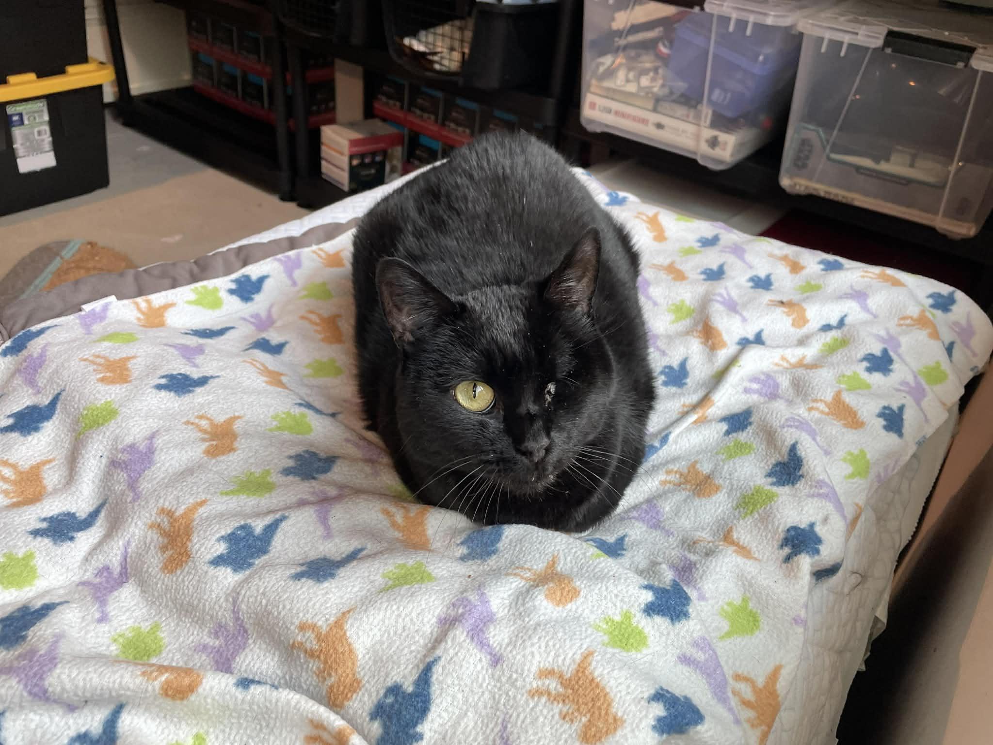 Elvira, a Adoptable Domestic Short Hair in Omaha, NE image 1/6