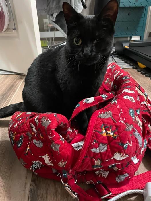 Elvira, a Adoptable Domestic Short Hair in Omaha, NE image 2/6