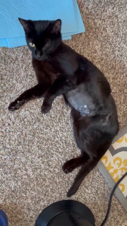 Enlarge Elvira, a Adoptable Domestic Short Hair in Omaha, NE video 4/6
