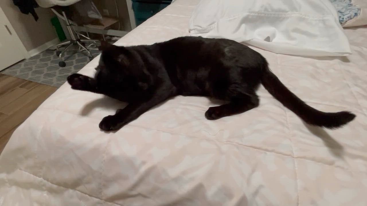 Enlarge Elvira, a Adoptable Domestic Short Hair in Omaha, NE video 3/6