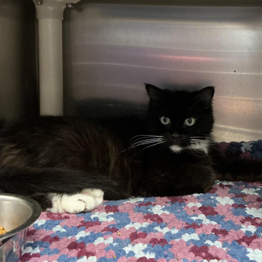 Enlarge Luna, a Adoptable Domestic Long Hair in Waynesburg, PA image 1/1