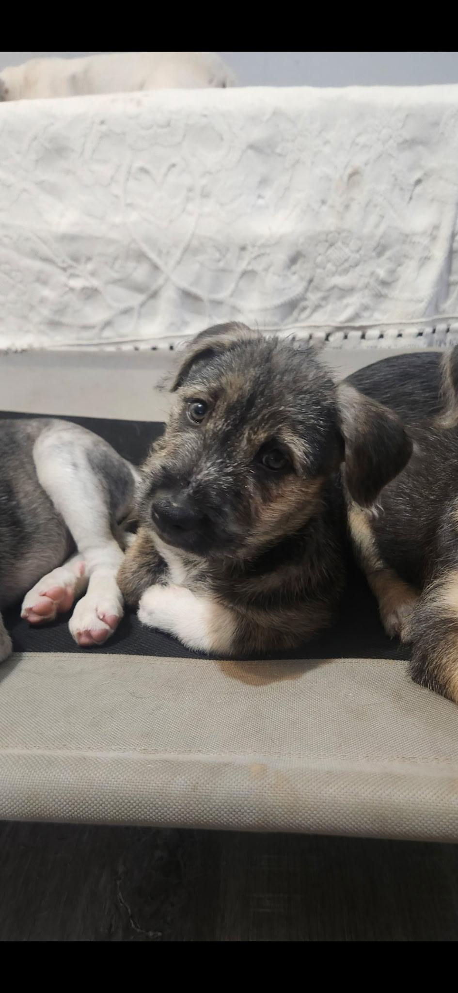 Golden girls, a ADOPTABLE mixed breed in Succasunna, NJ image 6/6