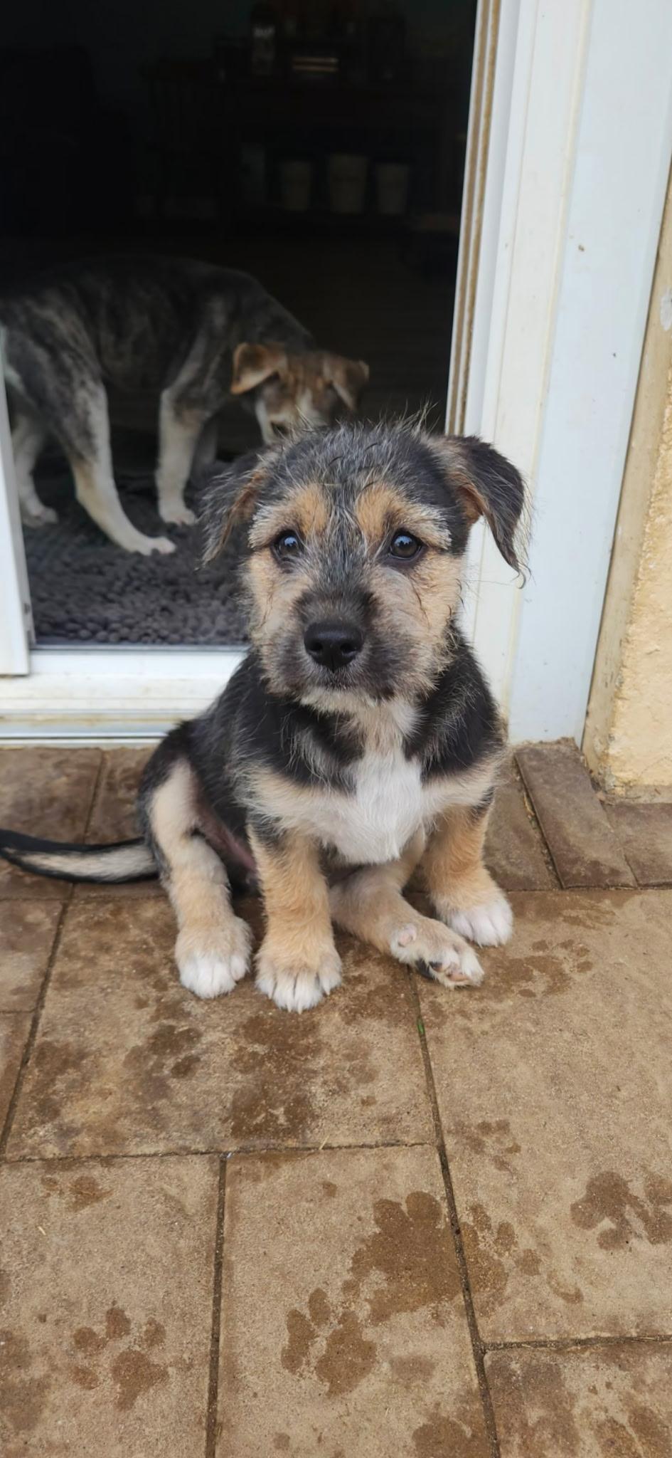 Golden girls, a ADOPTABLE mixed breed in Succasunna, NJ image 1/6