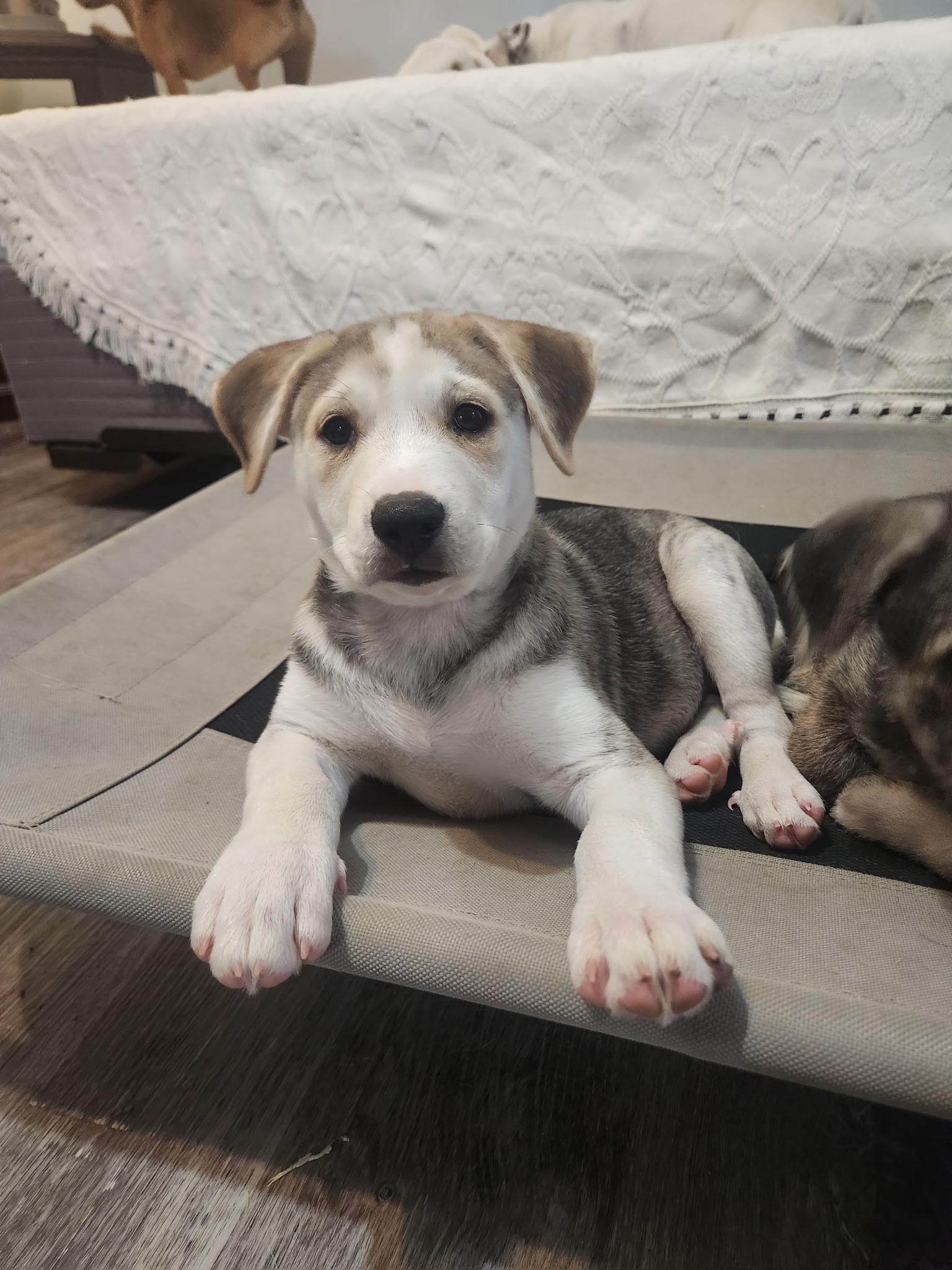Golden girls, a ADOPTABLE mixed breed in Succasunna, NJ image 5/6
