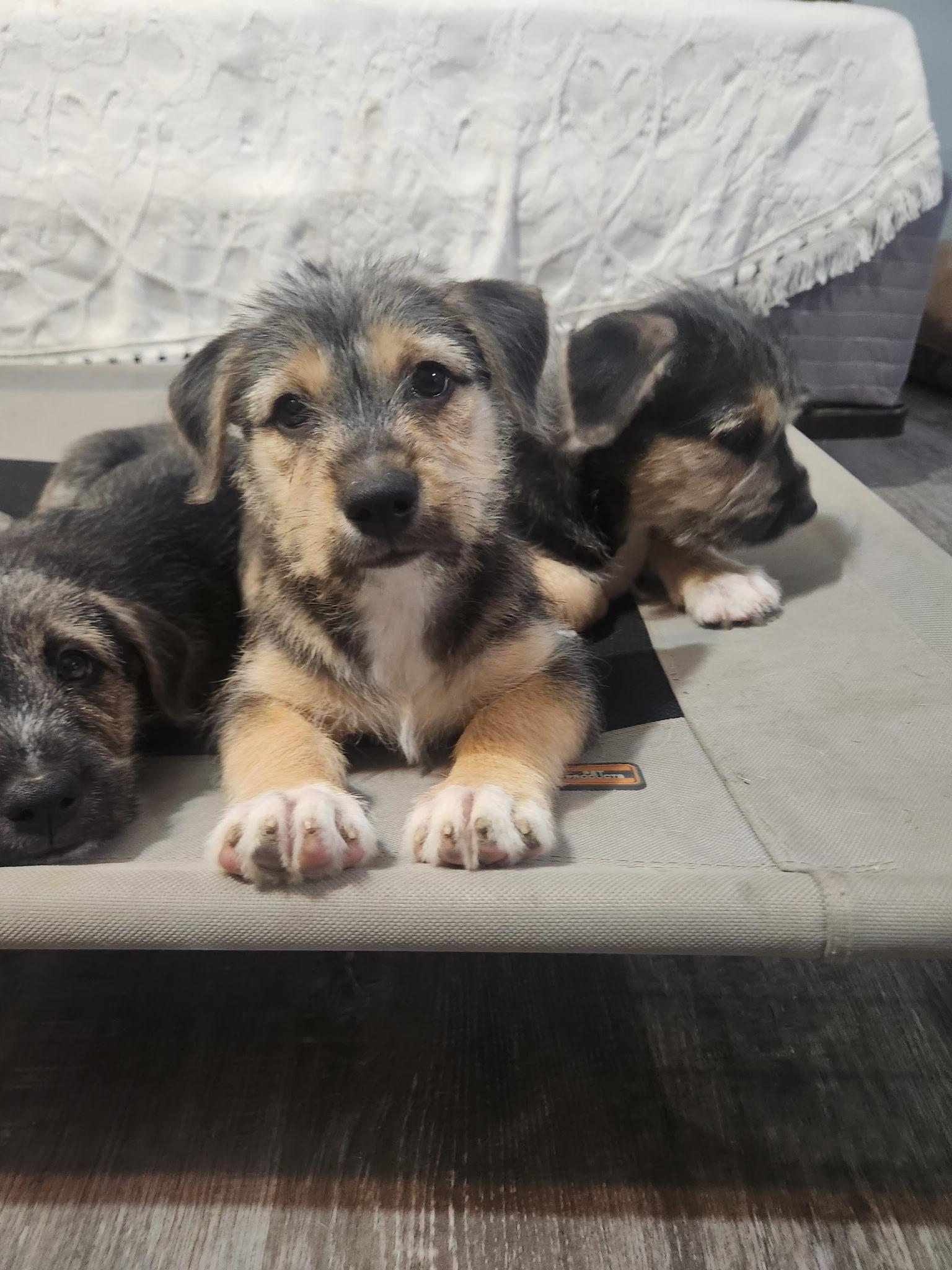 Golden girls, a ADOPTABLE mixed breed in Succasunna, NJ image 3/6