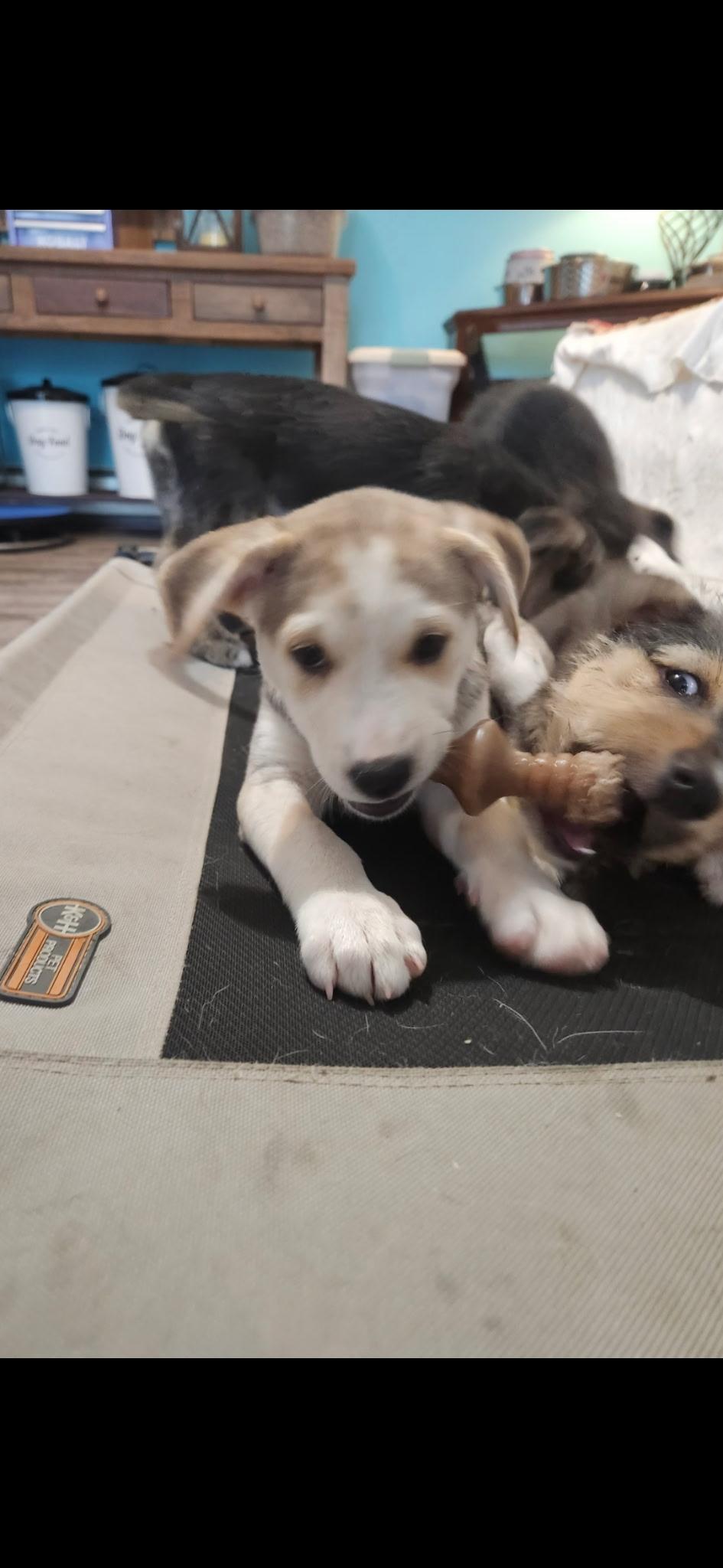 Golden girls, a ADOPTABLE mixed breed in Succasunna, NJ image 2/6
