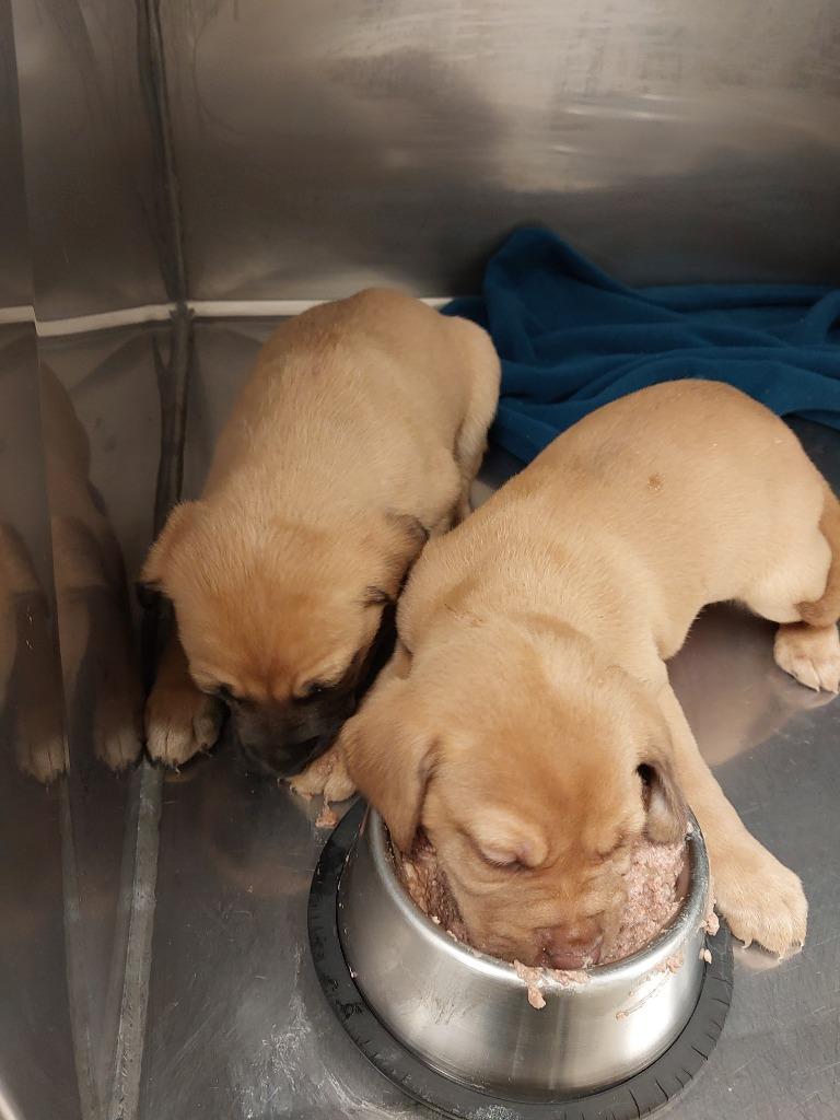 Pippi, Adoptable, Puppy Male Terrier.