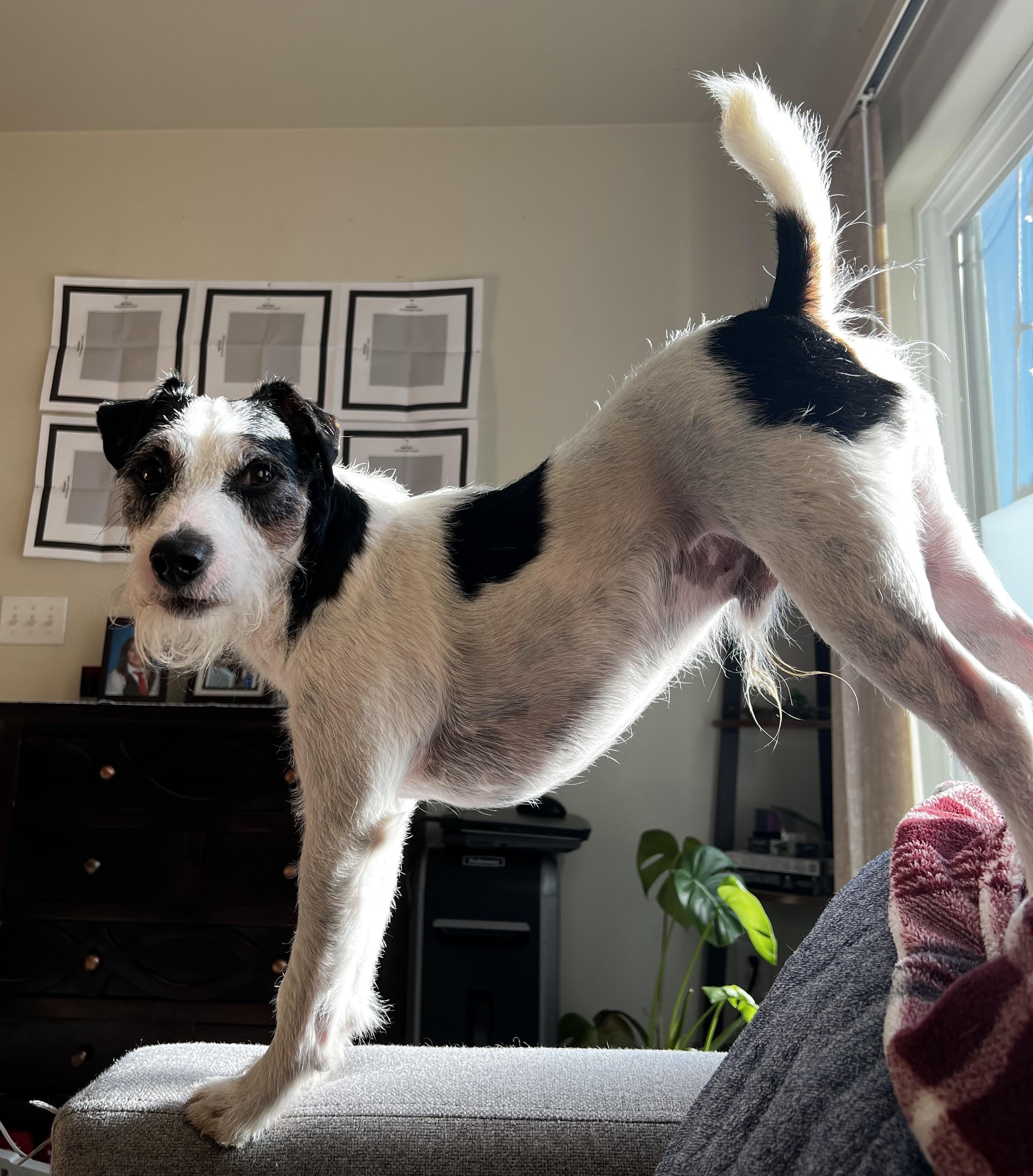 Enlarge Otis, a Adoptable Jack Russell Terrier in Clatskanie, OR image 1/6